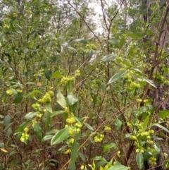 Dodonaea triquetra at Mogo State Forest - 10 Dec 2023 11:53 AM