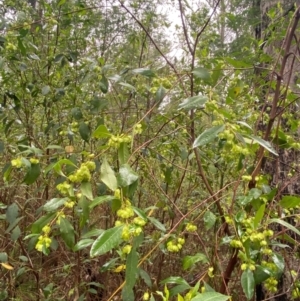 Dodonaea triquetra at Mogo State Forest - 10 Dec 2023