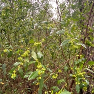 Dodonaea triquetra at Mogo State Forest - 10 Dec 2023 11:53 AM