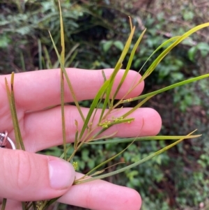 Acacia longissima at Mogo State Forest - 10 Dec 2023