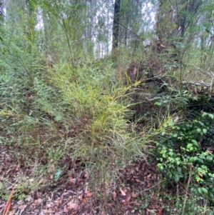 Acacia longissima at Mogo State Forest - 10 Dec 2023 11:52 AM