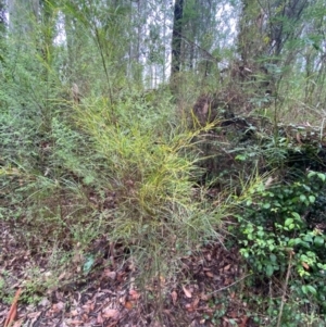 Acacia longissima at Mogo State Forest - 10 Dec 2023