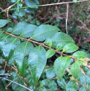 Backhousia myrtifolia at Mogo State Forest - 10 Dec 2023 11:52 AM