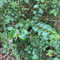 Backhousia myrtifolia at Mogo State Forest - 10 Dec 2023 11:52 AM