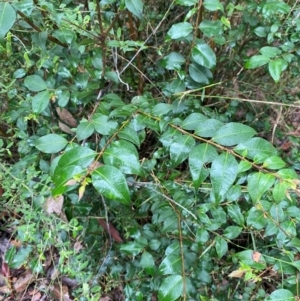 Backhousia myrtifolia at Mogo State Forest - 10 Dec 2023