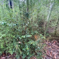 Backhousia myrtifolia at Mogo State Forest - 10 Dec 2023 11:52 AM