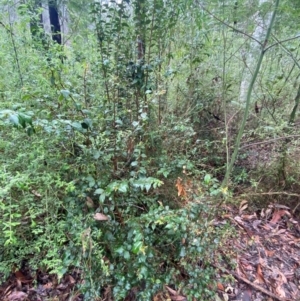 Backhousia myrtifolia at Mogo State Forest - 10 Dec 2023