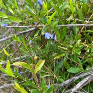 Billardiera heterophylla at Aranda, ACT - 16 Jan 2024