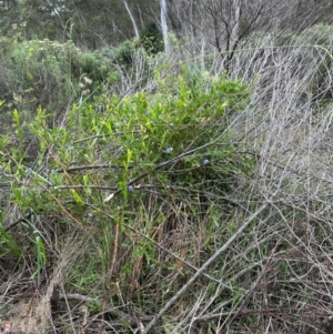 Billardiera heterophylla at Aranda, ACT - 16 Jan 2024