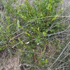 Billardiera heterophylla at Aranda, ACT - 16 Jan 2024