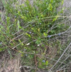 Billardiera heterophylla at Aranda Bushland - 16 Jan 2024