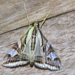 Agrioglypta excelsalis (A Crambid moth (Spilomelinae) at Sheldon, QLD - 5 Jan 2008 by PJH123