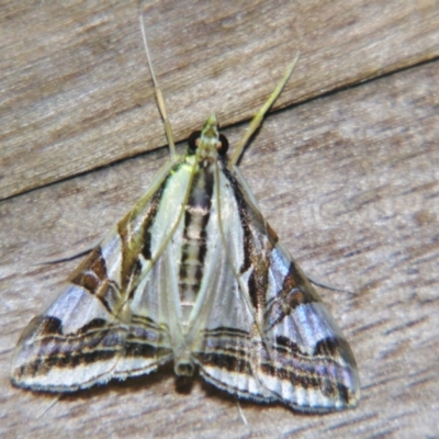 Agrioglypta excelsalis (A Crambid moth (Spilomelinae) at Sheldon, QLD - 5 Jan 2008 by PJH123