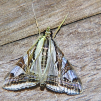 Agrioglypta excelsalis (Spilomelinae) at Sheldon, QLD - 5 Jan 2008 by PJH123