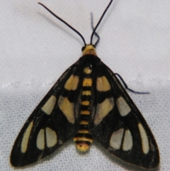 Amata (genus) (Handmaiden Moth) at Sheldon, QLD - 5 Jan 2008 by PJH123