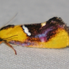 Aristeis (genus) (A Concealer moth (Eulechria group)) at Sheldon, QLD - 5 Jan 2008 by PJH123
