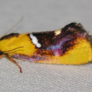 Aristeis (genus) at Sheldon, QLD - 5 Jan 2008