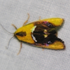 Aristeis (genus) at Sheldon, QLD - 5 Jan 2008