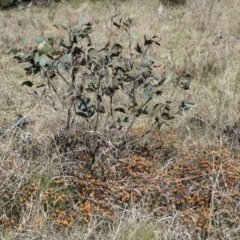 Pultenaea capitellata (Hard-head Bush-pea) at Nurenmerenmong, NSW - 26 Oct 2023 by peterchandler