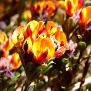 Pultenaea capitellata at The Tops at Nurenmerenmong - 27 Oct 2023