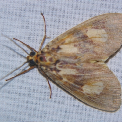 Unidentified Noctuoid moth (except Arctiinae) at Sheldon, QLD - 5 Jan 2008 by PJH123