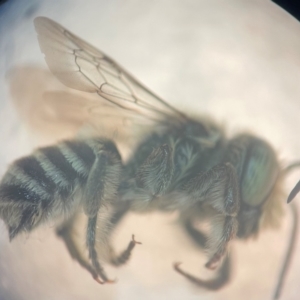 Megachile (Eutricharaea) serricauda at Sydney, NSW - 9 Jan 2024