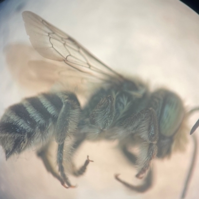 Megachile (Eutricharaea) serricauda (Leafcutter bee, Megachilid bee) at Sydney, NSW - 9 Jan 2024 by FumblebeeFae