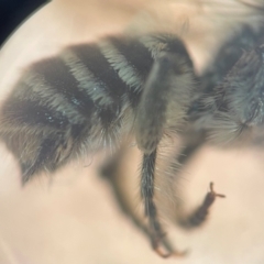 Megachile (Eutricharaea) serricauda at Sydney, NSW - 9 Jan 2024