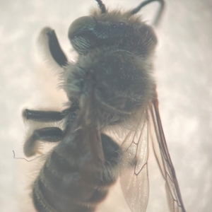 Megachile (Eutricharaea) serricauda at Sydney, NSW - 9 Jan 2024 11:14 AM