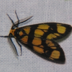 Asura bipars (Asura bipars) at Sheldon, QLD - 5 Jan 2008 by PJH123