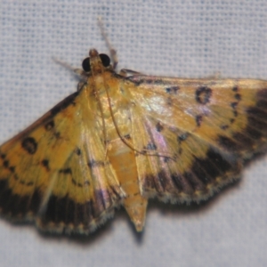 Ategumia adipalis at Sheldon, QLD - 5 Jan 2008