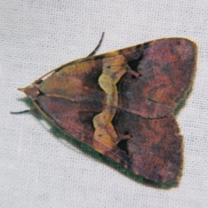 Avatha discolor at Sheldon, QLD - 5 Jan 2008