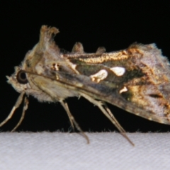 Chrysodeixis argentifera (Tobacco Looper) at Sheldon, QLD - 6 Jan 2008 by PJH123