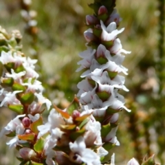 Epacris gunnii (Heath) at Nurenmerenmong, NSW - 26 Oct 2023 by peterchandler