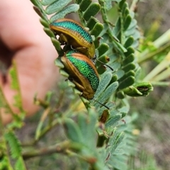 Calomela parilis (Leaf beetle) at Gundaroo, NSW - 16 Jan 2024 by Gunyijan