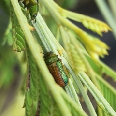 Calomela parilis at Gundaroo, NSW - 16 Jan 2024