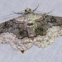 Cleora illustraria (A Geometer moth) at Sheldon, QLD - 5 Jan 2008 by PJH123