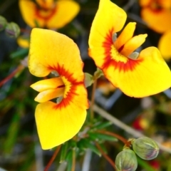 Dillwynia palustris (Swamp Parrot Pea) at Nurenmerenmong, NSW - 11 Jan 2024 by peterchandler