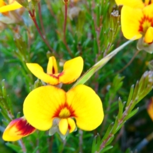 Dillwynia palustris at The Tops at Nurenmerenmong - 11 Jan 2024