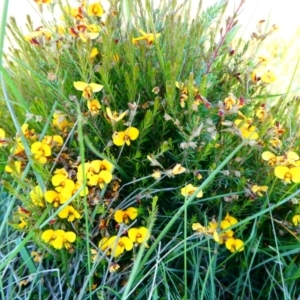 Dillwynia palustris at The Tops at Nurenmerenmong - 11 Jan 2024