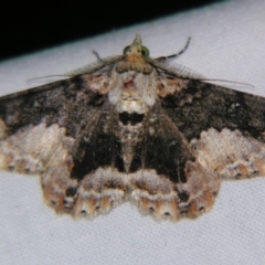 Cleora illustraria (A Geometer moth) at Sheldon, QLD - 6 Jan 2008 by PJH123