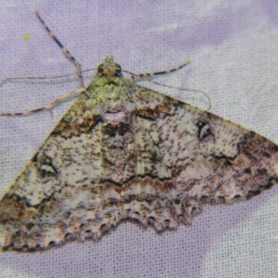 Cleora illustraria (A Geometer moth) at Sheldon, QLD - 5 Jan 2008 by PJH123