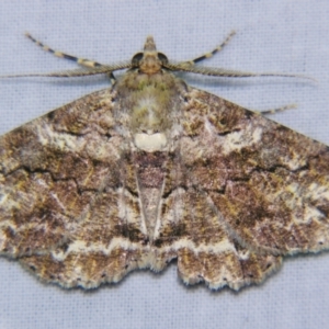 Cleora repetita at Sheldon, QLD - suppressed
