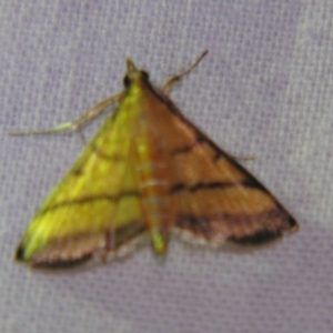 Cnaphalocrocis medinalis at Sheldon, QLD - suppressed