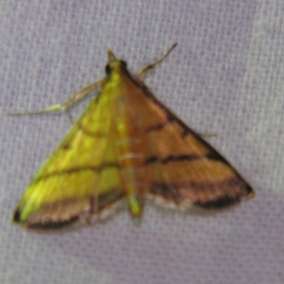 Cnaphalocrocis medinalis (Rice Leaf Folder, Spilomelinae) at Sheldon, QLD - 5 Jan 2008 by PJH123