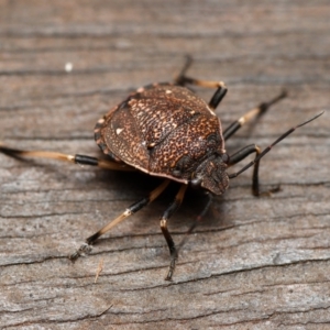 Platycoris rotundatus at Downer, ACT - 16 Jan 2024 05:39 PM