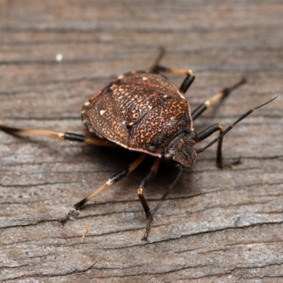 Platycoris rotundatus (A shield bug) at Downer, ACT - 16 Jan 2024 by RobertD