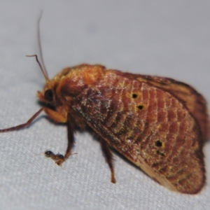 Doratifera quadriguttata and casta at Sheldon, QLD - suppressed