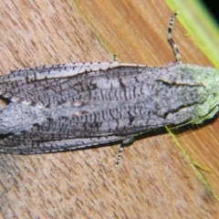 Endoxyla secta (A Wood moth) at Sheldon, QLD - 6 Jan 2008 by PJH123