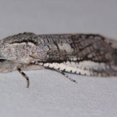 Endoxyla secta at Sheldon, QLD - suppressed